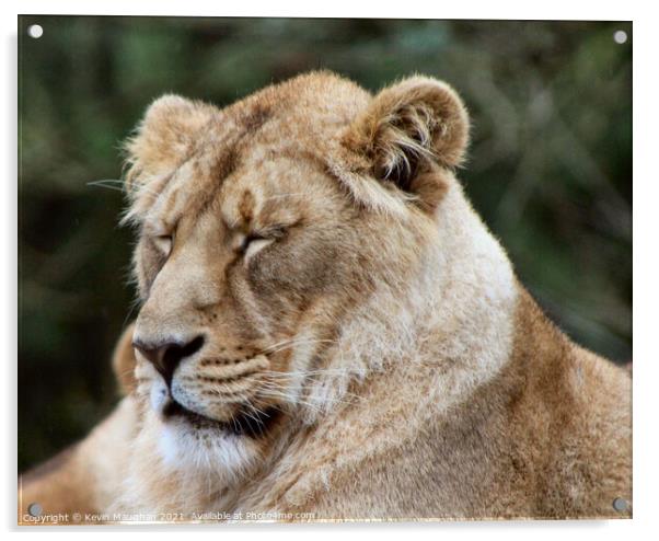 Majestic Asiatic Lion Resting Peacefully Acrylic by Kevin Maughan