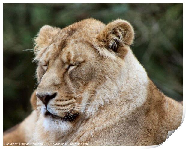 Majestic Asiatic Lion Resting Peacefully Print by Kevin Maughan