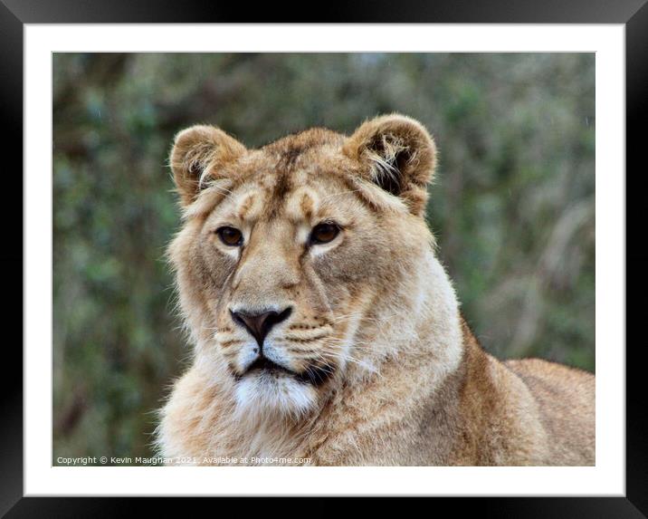 Intense Gaze Framed Mounted Print by Kevin Maughan