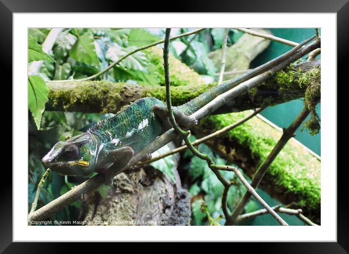 Panther Chameleon Framed Mounted Print by Kevin Maughan