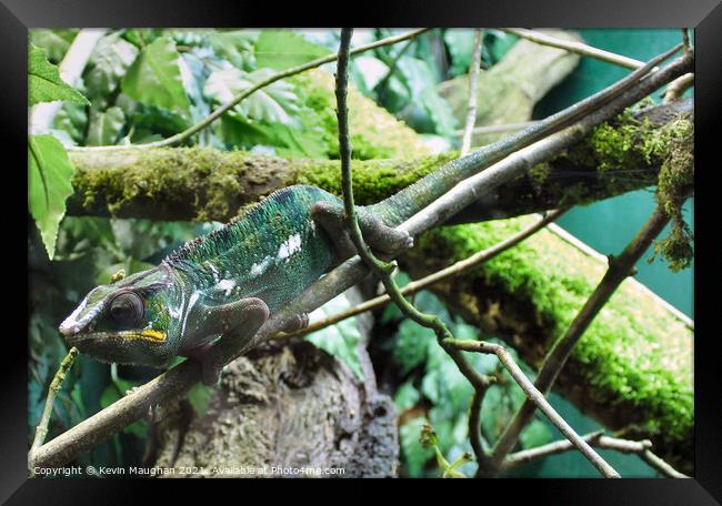 Panther Chameleon Framed Print by Kevin Maughan