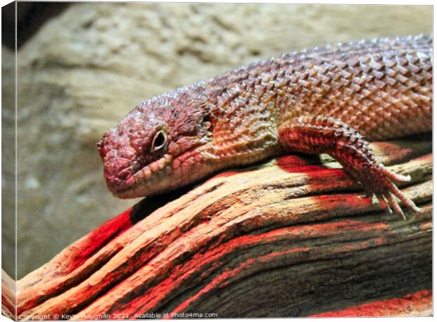 Majestic Skink Lizard: Up Close and Personal Canvas Print by Kevin Maughan