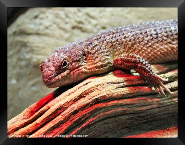 Majestic Skink Lizard: Up Close and Personal Framed Print by Kevin Maughan
