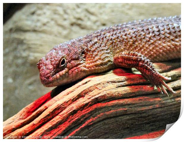 Majestic Skink Lizard: Up Close and Personal Print by Kevin Maughan