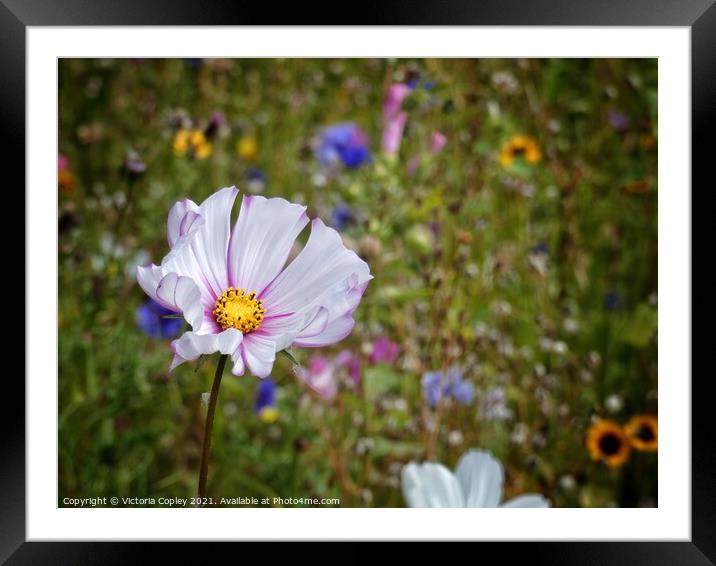 Wild flower Framed Mounted Print by Victoria Copley
