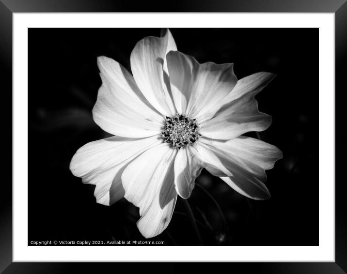 Monochrome flower Framed Mounted Print by Victoria Copley