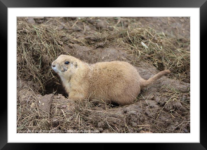 Black Tail Prairie Dog (2) Framed Mounted Print by Kevin Maughan