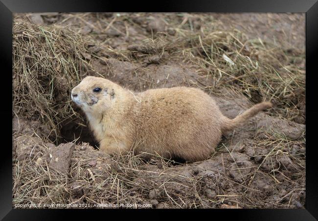 Black Tail Prairie Dog (2) Framed Print by Kevin Maughan