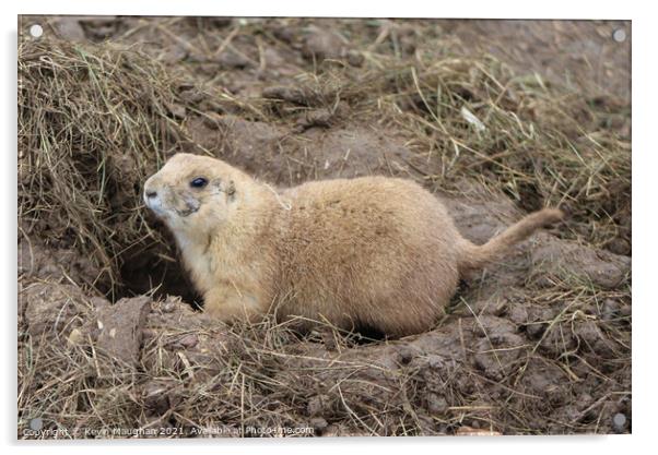 Black Tail Prairie Dog (2) Acrylic by Kevin Maughan