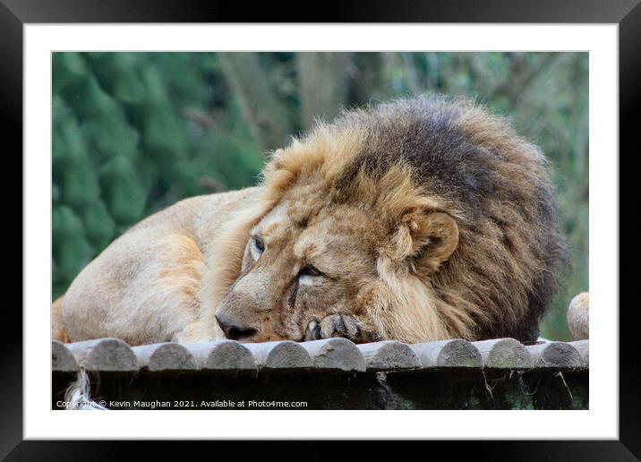 The Lion Sleeps Tonight Framed Mounted Print by Kevin Maughan