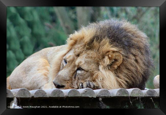 The Lion Sleeps Tonight Framed Print by Kevin Maughan