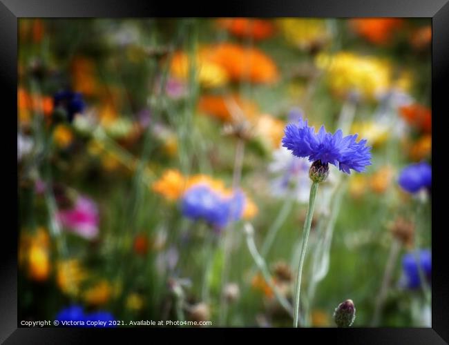 Cornflower Framed Print by Victoria Copley