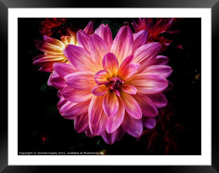 Dahlia Framed Mounted Print by Victoria Copley