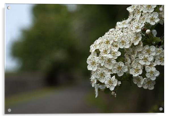 Hawthorn Blossom Acrylic by Steve Purnell