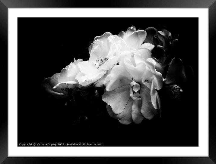 Monochrome tea rose Framed Mounted Print by Victoria Copley