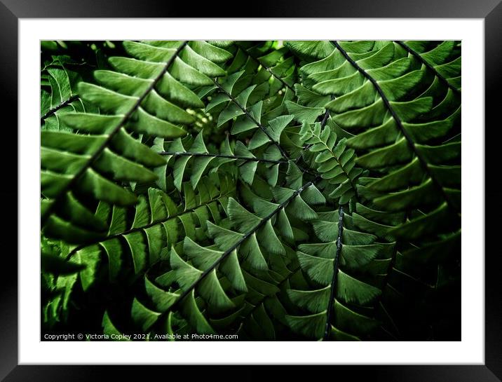 Abstract ferns Framed Mounted Print by Victoria Copley