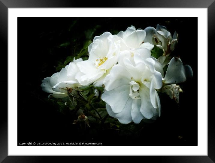 White roses Framed Mounted Print by Victoria Copley
