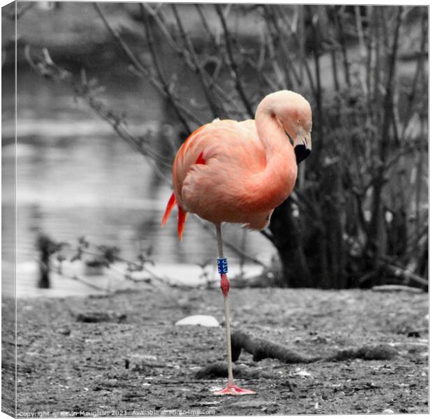 Graceful Flamingo Resting by the Water Canvas Print by Kevin Maughan