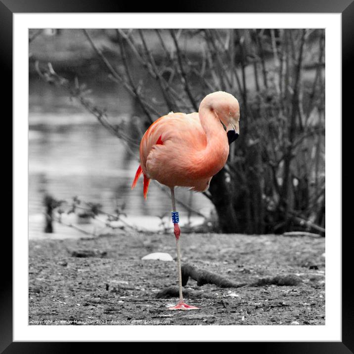 Graceful Flamingo Resting by the Water Framed Mounted Print by Kevin Maughan