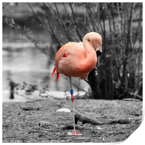 Graceful Flamingo Resting by the Water Print by Kevin Maughan