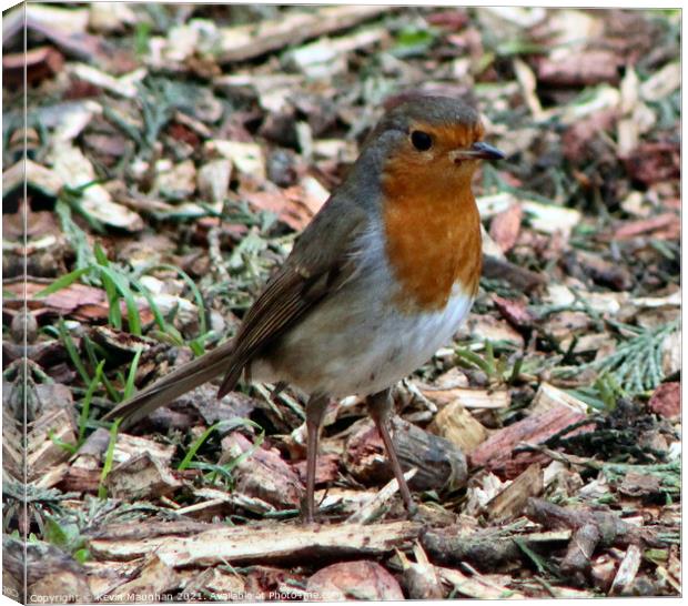 Delicate Robin Rests Canvas Print by Kevin Maughan
