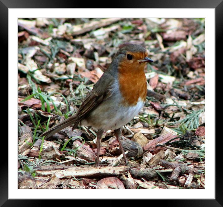 Delicate Robin Rests Framed Mounted Print by Kevin Maughan