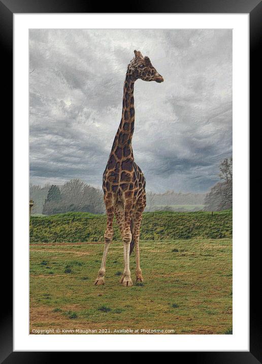 Very Tall Giraffe Framed Mounted Print by Kevin Maughan