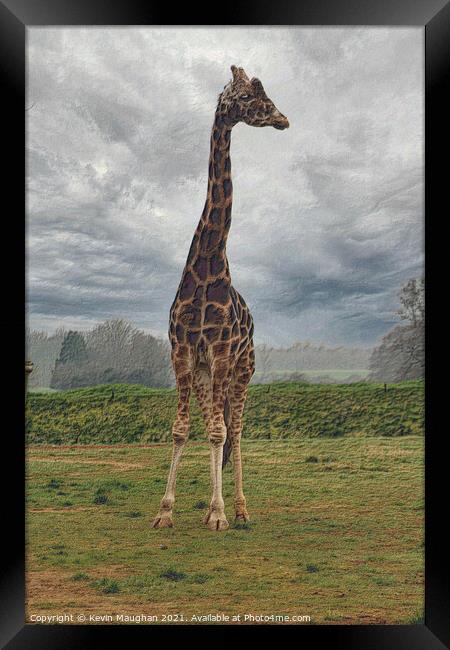 Very Tall Giraffe Framed Print by Kevin Maughan