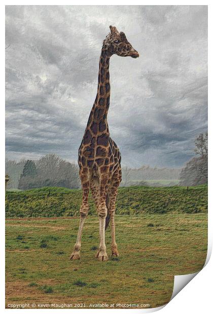Very Tall Giraffe Print by Kevin Maughan