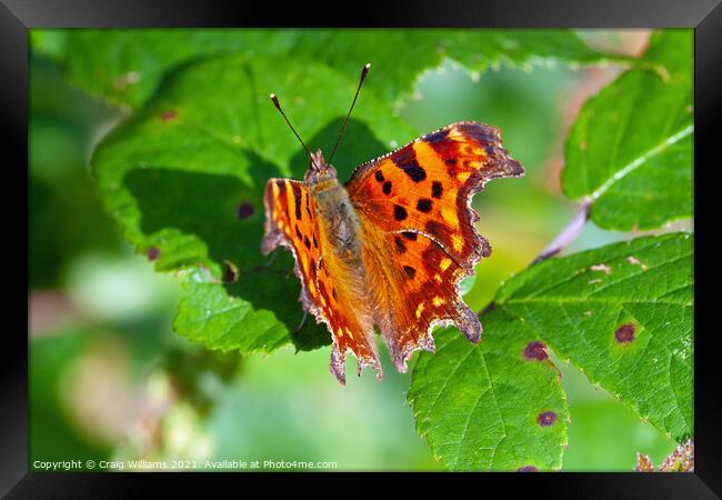 Comma Butterfly on Bramble Leaf Framed Print by Craig Williams