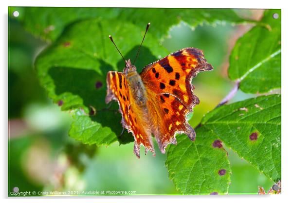 Comma Butterfly on Bramble Leaf Acrylic by Craig Williams