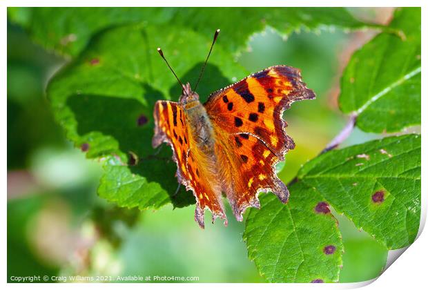 Comma Butterfly on Bramble Leaf Print by Craig Williams
