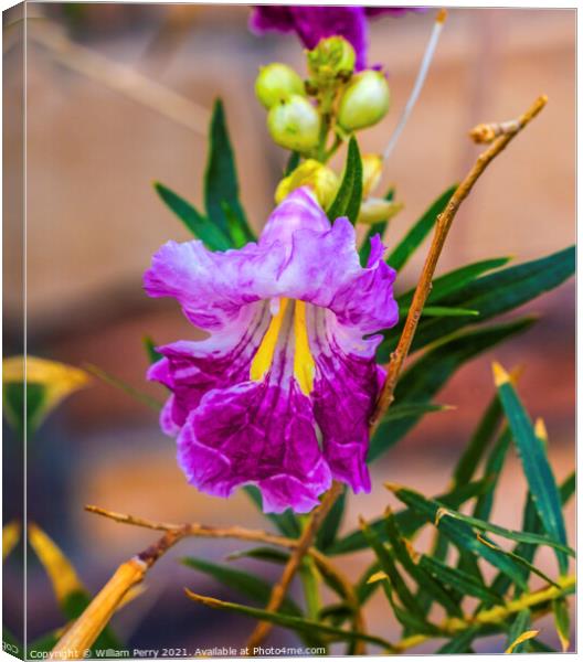 Desert Willow Chilopsis Yellow Pink Purple Blossom Blooming Macr Canvas Print by William Perry
