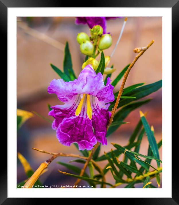 Desert Willow Chilopsis Yellow Pink Purple Blossom Blooming Macr Framed Mounted Print by William Perry