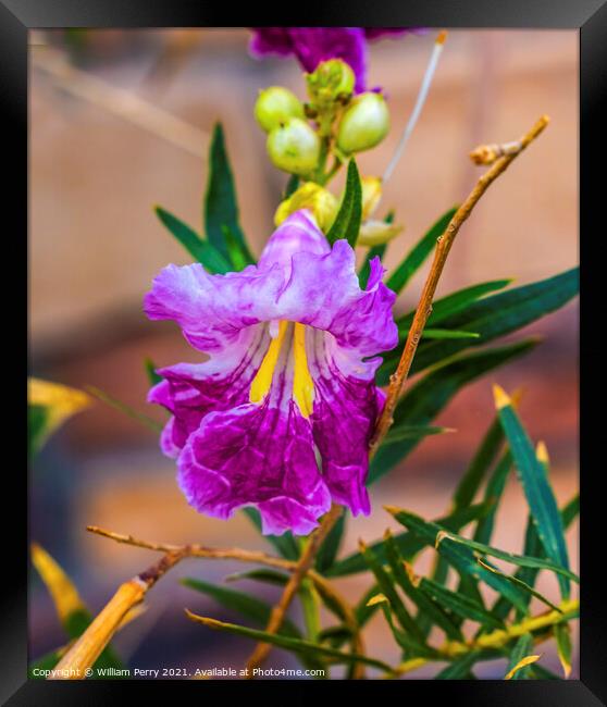 Desert Willow Chilopsis Yellow Pink Purple Blossom Blooming Macr Framed Print by William Perry