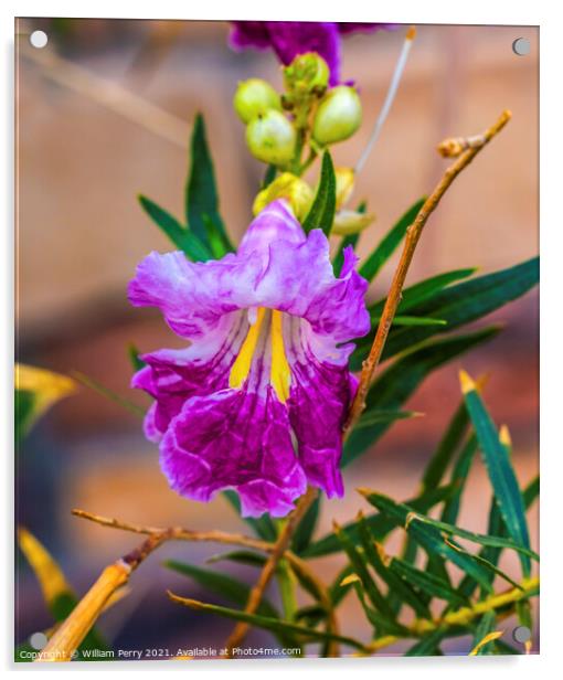 Desert Willow Chilopsis Yellow Pink Purple Blossom Blooming Macr Acrylic by William Perry