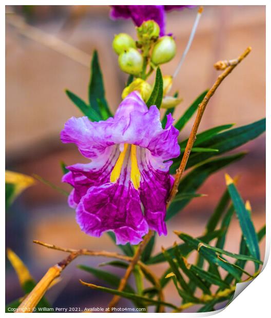 Desert Willow Chilopsis Yellow Pink Purple Blossom Blooming Macr Print by William Perry