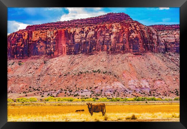 Cattle Red Cliff Canyonlands Needles Utah Framed Print by William Perry