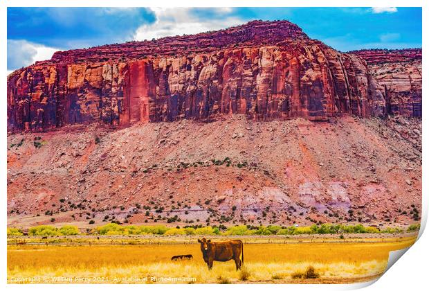 Cattle Red Cliff Canyonlands Needles Utah Print by William Perry