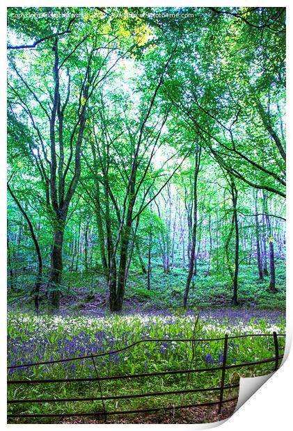 English Bluebell Wood, bluebell, Print by kathy white