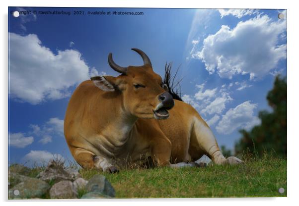 Banteng Cattle Acrylic by rawshutterbug 