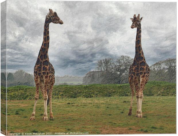 Majestic Giraffes Grazing in a Serene Field Canvas Print by Kevin Maughan