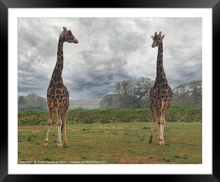 Majestic Giraffes Grazing in a Serene Field Framed Mounted Print by Kevin Maughan