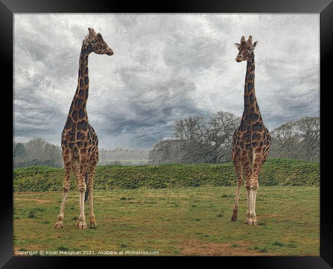 Majestic Giraffes Grazing in a Serene Field Framed Print by Kevin Maughan