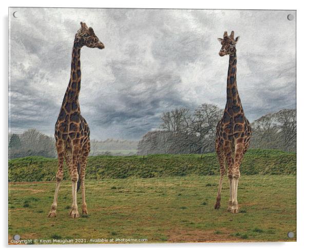 Majestic Giraffes Grazing in a Serene Field Acrylic by Kevin Maughan