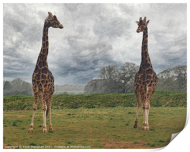 Majestic Giraffes Grazing in a Serene Field Print by Kevin Maughan
