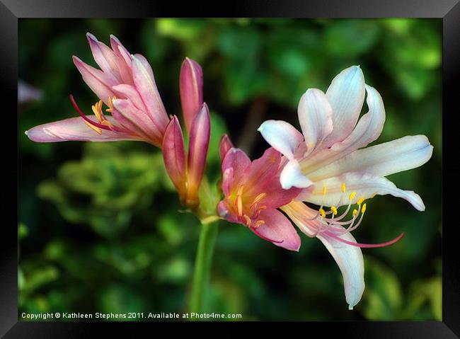 Naked Lilies Framed Print by Kathleen Stephens