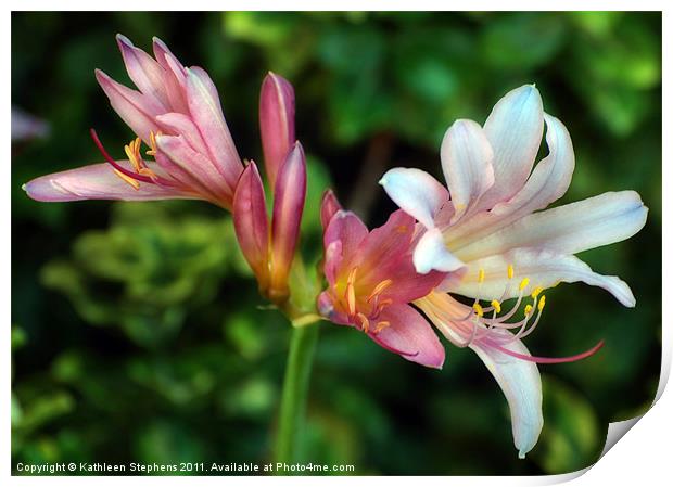 Naked Lilies Print by Kathleen Stephens
