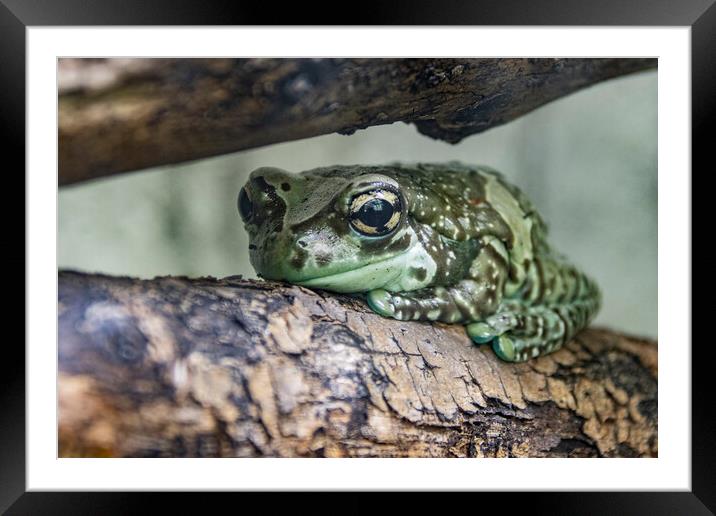 Bufotes (European Green Toad) Framed Mounted Print by Glen Allen