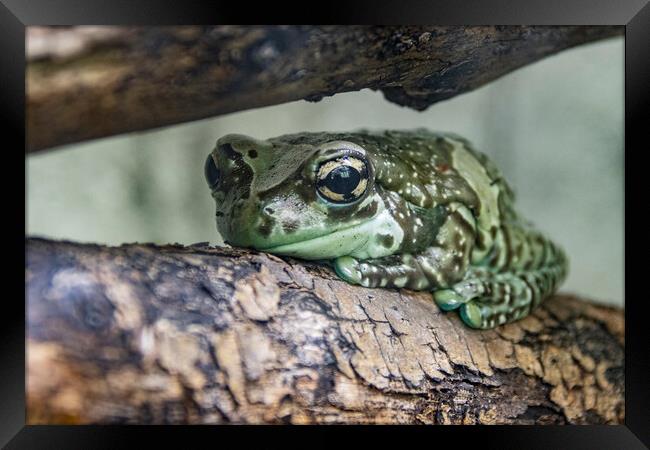 Bufotes (European Green Toad) Framed Print by Glen Allen